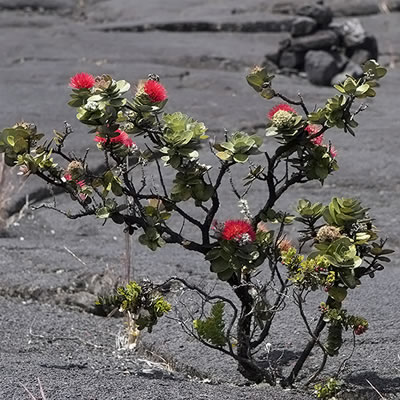 オヒア | パシフィックリゾートのホロホロ ハワイ カワラ版