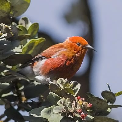 ハワイの野鳥（1）ハワイミツスイ | パシフィックリゾートのホロホロ