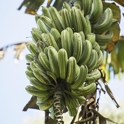 引き取りのみ！極耐寒性ジャパニーズ　バナナ画像の群生全部セット◇ハワイ島ヤシ Amazon.co.jp: 耐寒性バナナ バショウ 6号鉢大株 ジャパニーズ