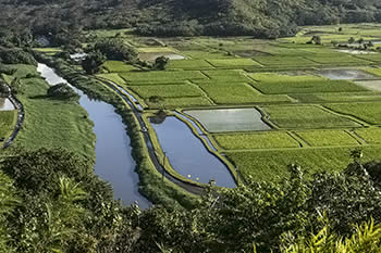 ハナレイ水田と用水路