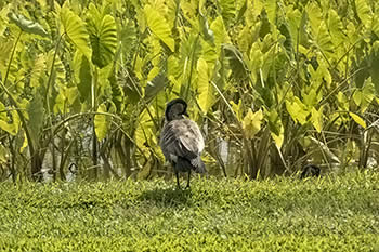 水田に飛来したネネ（ハワイガン）