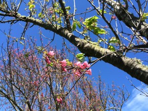 ワイメア・チェリー・ブロッサム・ヘリテージ・フェスティバルで咲いている桜の花