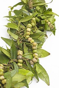 カウアイ島のシンボルフラワーであるモキハナとマイレで作成したレイ（写真提供：近藤純夫氏）