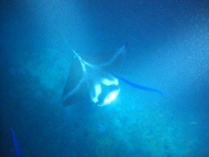 下から急に現れた黒いマンタ