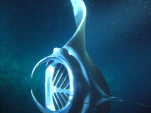 暗い海の中を堂々と泳ぐマンタ