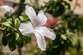 コキオ・ケオ・ケオ