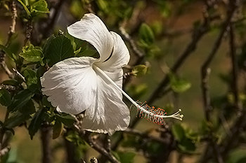 イマクルトゥス