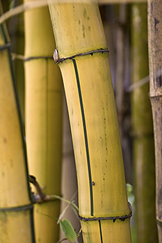 オヘ（ゴールデン・バンブー）と呼ばれたハワイ古来の竹