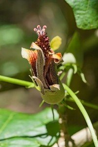 ヒビスカデルフス・ディスタンス