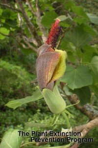 ヒビスカデルフス・ステラトゥス(Photo by The Plant Extinction Prevention Program)