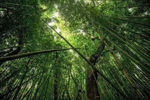 竹のトンネルを歩く
