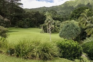 ハワイの固有植物と伝統植物のコーナー