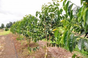カウ地区のコーヒーの木