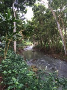 樹々の緑と済んだ川の流れ、自然と呼吸が深くなる