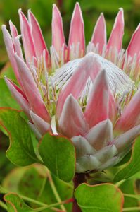 豪華なプロテアの花