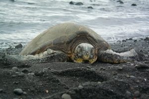 甲羅干しをするアオウミガメ