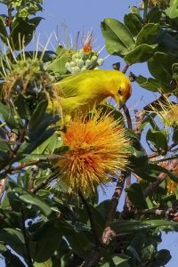 レフアの蜜を吸うキンノジコ