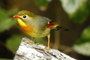 ハワイの野鳥にもっとも大きな影響を与えるソウシチョウ