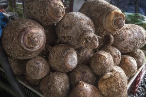 カロの根茎部分