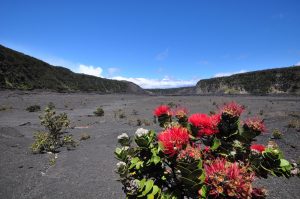 ハワイ火山国立公園のイキ・クレーター。クレーター内に咲くオヒア・レフア