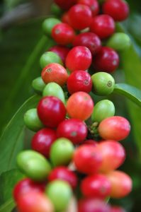 赤く色づいたコーヒー豆