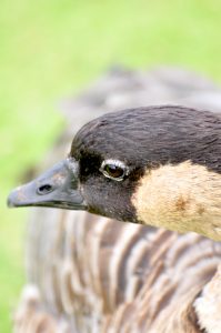 ハワイ州の鳥、ネネ