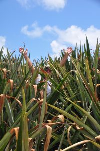 高く茂ったパイナップル畑とジュードさん