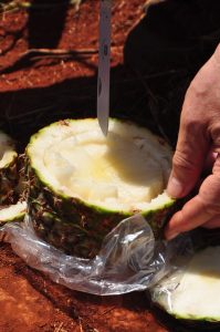 とりたてのシュガーローフ・パイナップルを試食