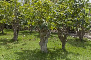 樹齢110年以上にもなるコナ・コーヒーの原木