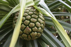 パイナップルに似た実
