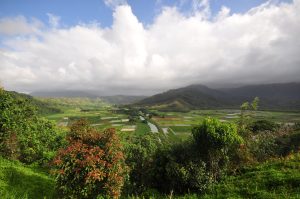 展望台からハナレイ野生保護区を見渡す