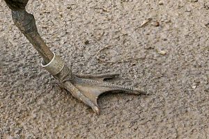 後退した水掻き