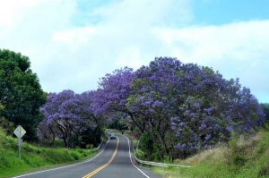 マウイ島のハレアカラへ向かう道沿いには、ジャカランダの木がたくさんあります
