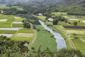 カロの水田（ロイ）