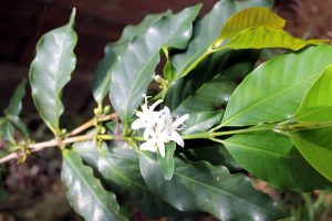 コーヒーの花