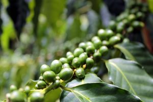 コーヒーの実