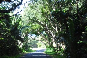 プナ地区の海沿にあった、木々がトンネルを作る道