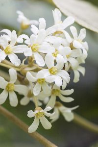 小さな白い花をまとめてつける