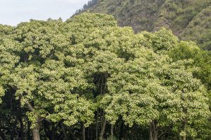 ククイの木。葉が明るく見える