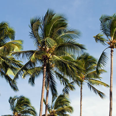 ココヤシ（ニウ） | パシフィックリゾートのホロホロ ハワイ カワラ版