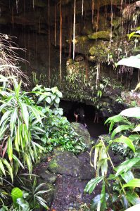 植物に覆われた洞窟の入り口