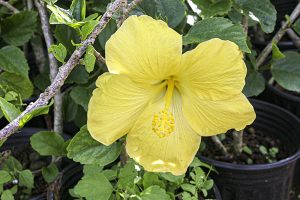 黄色の花弁をつけるハワイアン・ハイビスカス