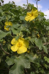 マオ・ハウ・ヘレ。在来種のなかでは大振りの花をつける