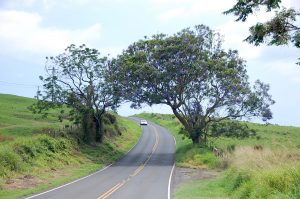 ワイナリーがあるウルパラクアへ向かう道