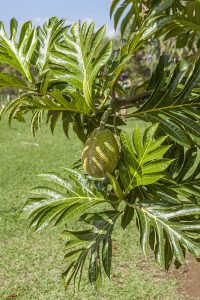 パンノキの実と葉
