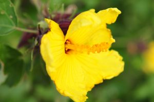 ハワイ州の花、マオ・ハウ・ヘレ