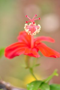 かつてハワイ州の花だった、コキオ・ウラ