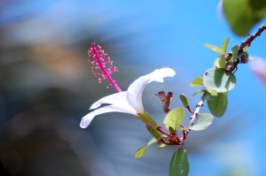 固有種のハイビスカス、コキオ・ケオケオ