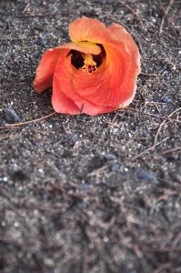 地面に落ちたハウの花、花びらがオレンジに変わっています