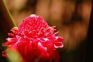 ひときわ目を引くトーチ・ジンジャー